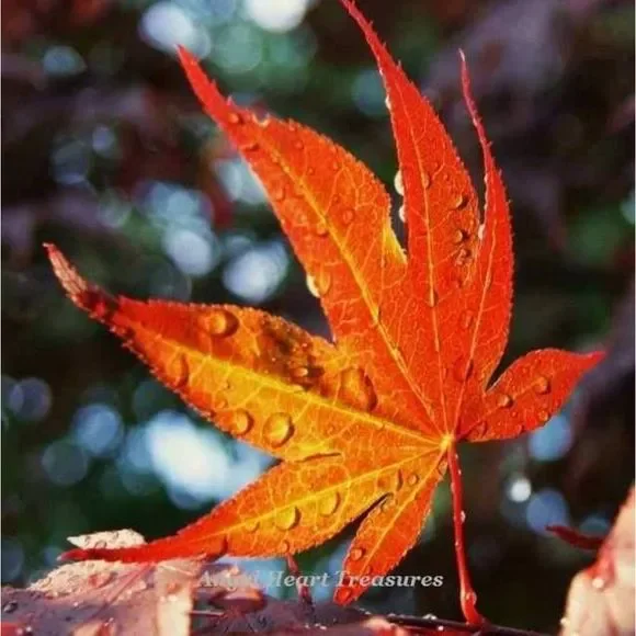 5x7 Original Photography Sunlit Red Maple Leaf 🍁 - Picture 1 of 2